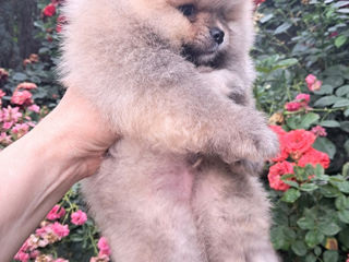 Pomeranian spitz foto 2