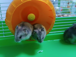 Hamster хомячки foto 3