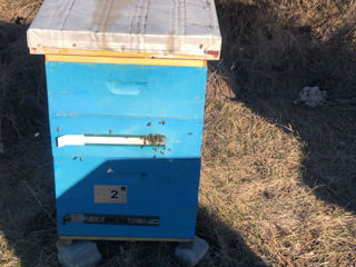 Продам пчелосемьи, находятся в Комрате , интересует звони , сообщения не читаю!
