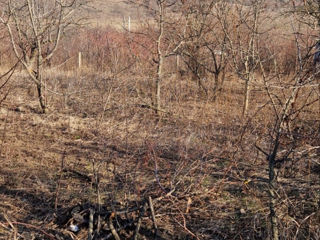Se vinde teren in sectorul de vile Ungheni (фазенда) foto 2