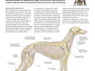 The Dog Encyclopedia: The Definitive Visual Guide (DK Pet Encyclopedias) foto 8