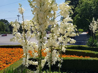 Floare Yucca foto 2