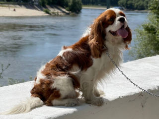 Cavalier King Charles Spaniel foto 3