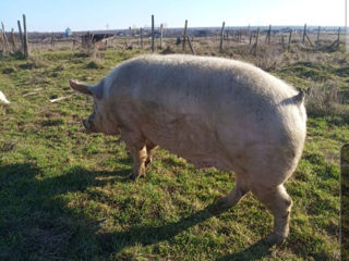 Vind porci crescuți la libertate de la 150 kg +    la prețul de 40 lei /kg .