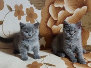 Шотландские котята Scottish fold foto 3