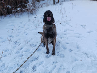 Ciobanesc belgian malinois la împerechere foto 5