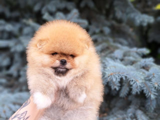 Померанский шпиц/ Pomeranian