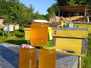 Vindem 25 stupuri mari de familii de albine și miere de salcâm!!! foto 4