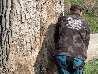 Servicii de tăiere a copacilor la cele mai accesibile preturi si cea mai inalta calitate! foto 20