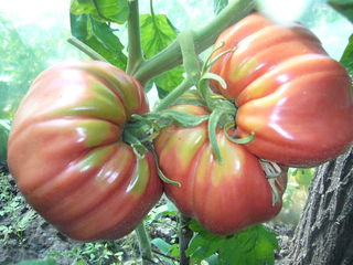 Семена гигантских помидор. seminte de rosii gigante foto 1