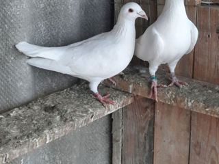 Porumbei voiajori și dragoni foto 4