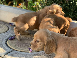 Cooker spaniel foto 2