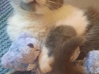 Pisicuța spre adoptie/ Кошечка к присиройству foto 3