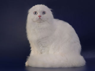 Împerechere cu motan alb-alb, pufos și foarte frumos! Scottish fold longhair white , W 61. foto 3