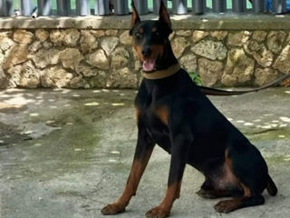 Doberman,îngrijit,vaccinat la timp,pașaport în regulă