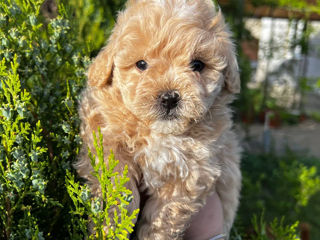 Malitipoo F1 / Мальтипу ф1 foto 2