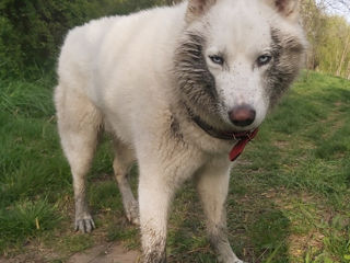 Husky siberian albinos  /  белоснежные хаски foto 6