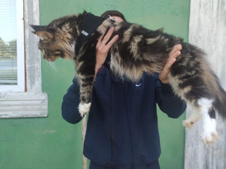 Main coon baieti foto 4