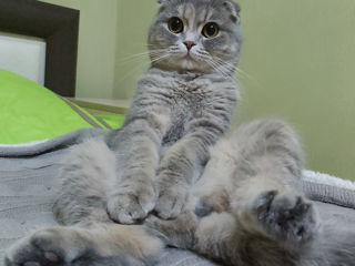 Pisică Scottish fold foto 4