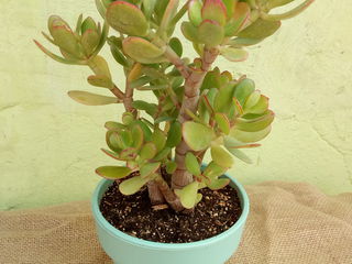 Crassula ovata (Денежное дерево) foto 1