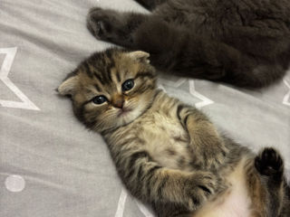 Scottish Fold foto 4