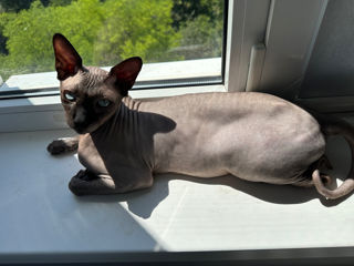 Monta Sphynx Canadian / Канадский Сфинкс Вязка foto 2