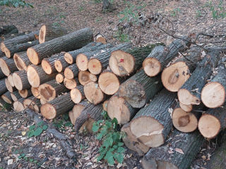 lemn de fos salcie