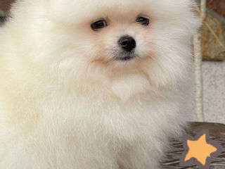 Мини(toi spitz Pomeranian) foto 2