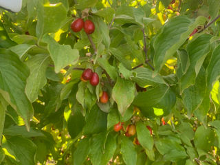 Negociabil .Teren agricol 90 ha , cu lac ( iaz ) spre vinzare . foto 9