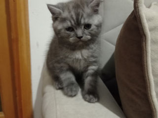 Pisici British