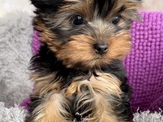 Yorkshire Terrier / Йорк / Йоркширский терьер foto 4