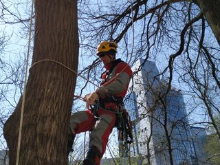 Tăierea copacilor avariați, Defrisare arbori foto 3