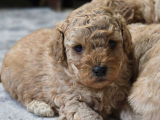 Toy Poodle foto 2