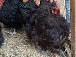 орпинктон   , куры ,цыплята, яйца. foto 6