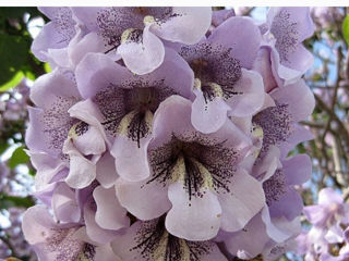 Paulownia(Павловния) tomentosa! Заказ на МАЙ 2025! foto 8