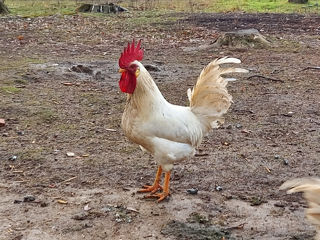 Leghorn