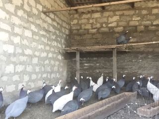 Oua de bibilici/picheri foto 2