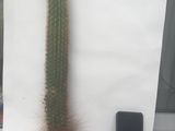 Cactusi de 15 ani, кактусы (им 15 лет) foto 5