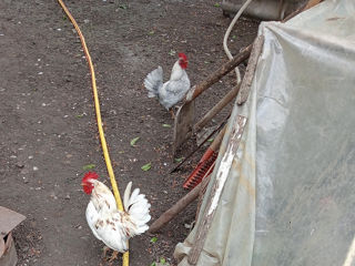 Se vind 2 găini și un cocoș grecesc foto 3