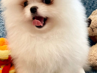 Pomeranian mini foto 2