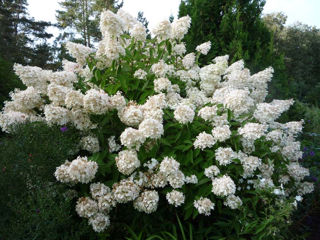 Hydrangea (Hortensia) Reduceri -20% foto 5