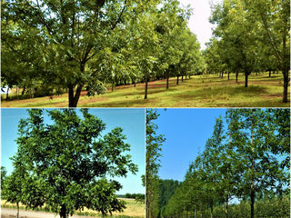 Пекан (Carya illinoinensis - Pecan) foto 10