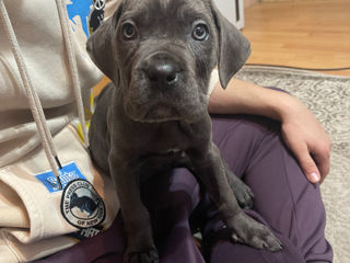 Cane corso