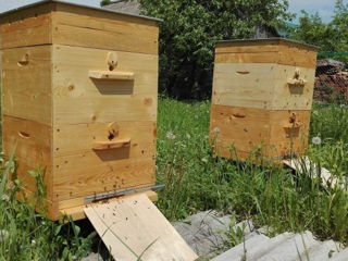 Продам пчелосемьи/Vand familii de albine