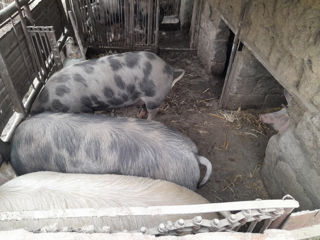 Porci de casa edinet. foto 6