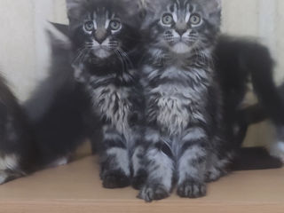 Main Coon fete si băieți foto 2