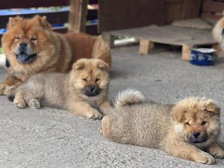 Cățelușă  de rasă Chow Chow foto 8