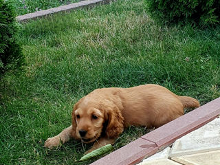 Cocker Spaniel foto 4