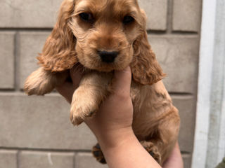 Cocker Spaniel Englez Rasa curata  foto 0