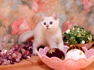 British shorthair kitten foto 5